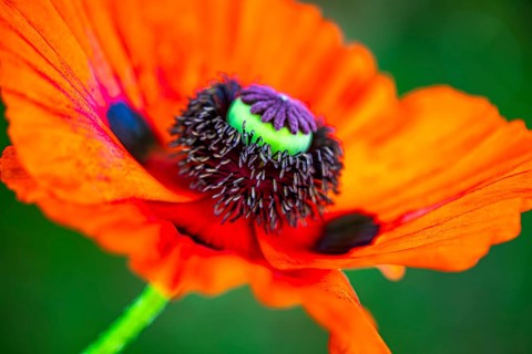 Red flower with pistil of the Turkish poppy (Palaver orientale), Botanical Garden, Munich, Upper