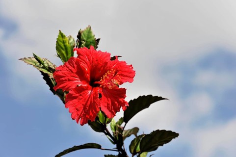 Hibiscuses (Hibiscus) tobacco plantation, tobacco leaves, tobacco plant (Nicotiana), tobacco
