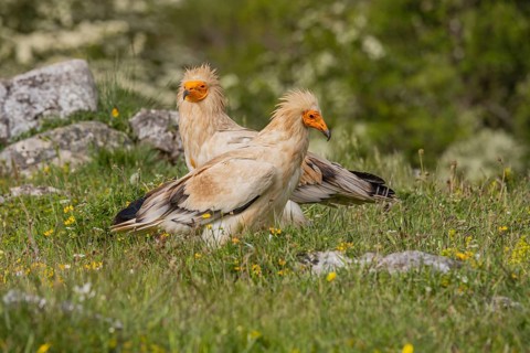 2 Egyptian Vulture (Neophron percnopterus), Castilla y Leon province, Picos de Europa, Spain,
