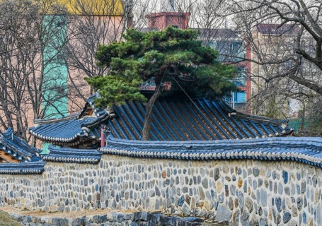 Pine tree next to roof of oriental building surrounded by a stone wall with oriental tiled top with