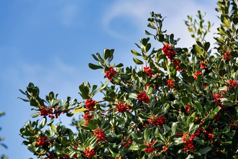European holly (Ilex aquifolium) with red fruits in front of a blue sky, Foehr, Schleswig-Holstein,