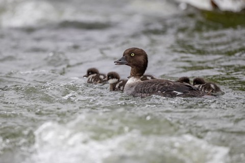 Barrow's goldeneye (Bucephala islandica), female with chicks, young birds, Laxa River, Lake Myvatn,
