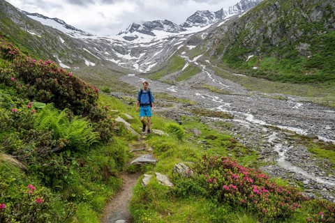 Mountaineers on a hiking trail between blooming alpine roses, view of the Schlegeisgrund valley,