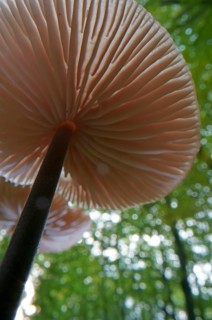 Long-stemmed garlic dwindler (Marasmius alliaceus), from below, lamellae, Hesse, Germany, Europe