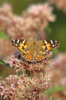 Painted lady (Vanessa cardui), on common water aster (Asteraceae), Wilnsdorf, North