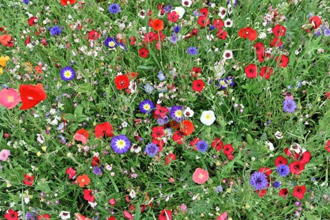 Colourful flower meadow, Schwaebisch Gmuend, Baden-Wuerttemberg, Germany, Europe