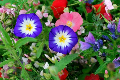 Dwarf morning glory (Convolvulus tricolor), yarrow (Achillea), mallow (Malva), yellow marguerites