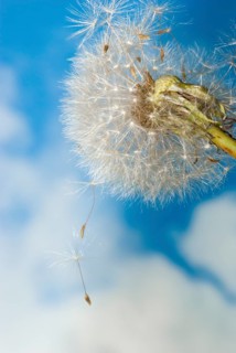 Common dandelion (Taraxacum ruderalia), seed head with seeds on a flying umbrella (pappus) in front