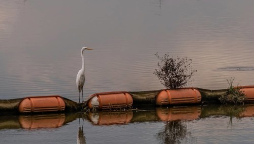 Closeup of white egret standing on orange float in river