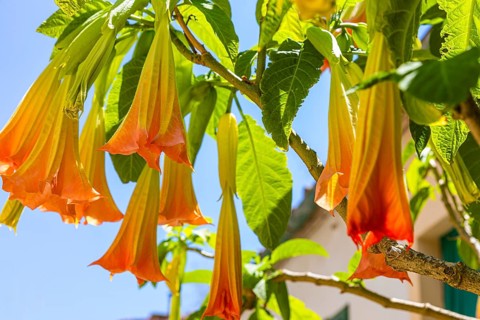 Orange-flowered angel trumpets (Brugmansia) against a blue sky in Sant'ilario, Elba, Tuscan