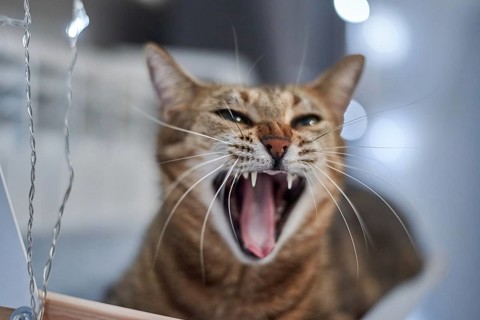 Image of a purebred Bengal cat lying on a hammock attached to a heater. Pet care concept. Mixed