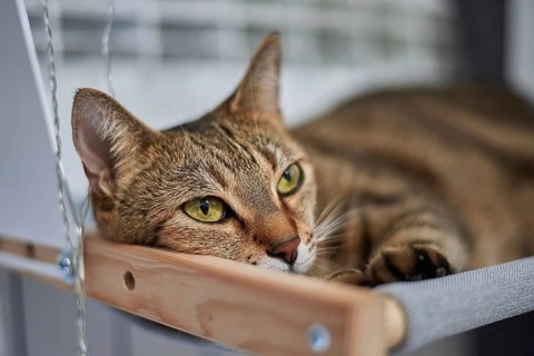 Image of a purebred Bengal cat lying on a hammock attached to a heater. Pet care concept. Mixed
