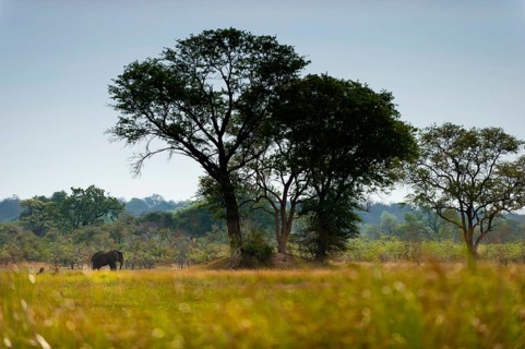 Elephant walking (Loxodonta africana) in BwaBwata National Park, landscape, african, Namibia,