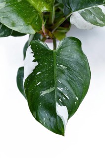Top view of leaf of tropical 'Philodendron White Princess' houseplant with white variegation with