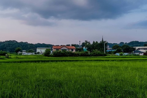 Landscape of house with a red tiled roof behind green bushes at the edge of a rice paddy with green