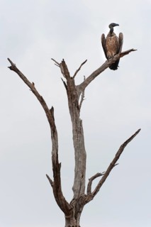Vulture (Accipitriformes), on a dead tree, bird, threatening, symbol, symbolic, end, death, climate