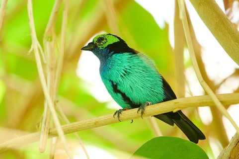 Paradise tanager (Tangara chilensis) sitting on a branch, Bavaria, Germany, Europe