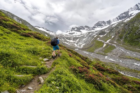 Mountaineers on a hiking trail between blooming alpine roses, view of the Schlegeisgrund valley,