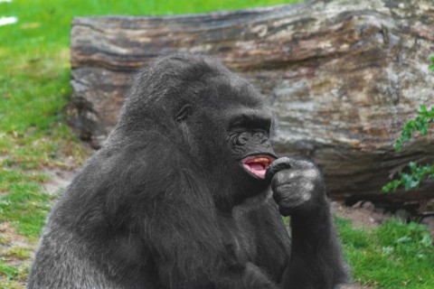 Gorilla eating, holding food in his hand, concentrated facial expression, Allwetterzoo Muenster,