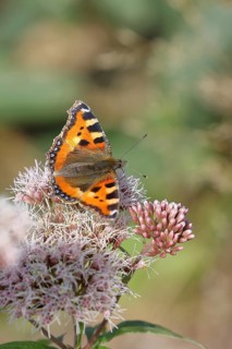 Small tortoiseshell (Aglais urticae), on common water aster (Asteraceae), Wilnsdorf, North