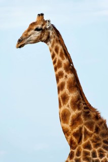 Angolan giraffe (Giraffa giraffa angolensis) in Etosha National Park, giraffe, single, lateral,