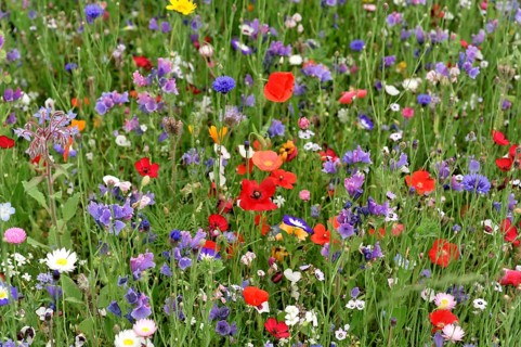Cornflowers (Centaurea cyanus), yarrow (Achillea), mallow (Malva), yellow daisies (Leucanthemum),