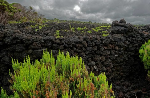 Black lava stone landscape with green willow bushes under dark clouds, north coast, Santa Luzia,