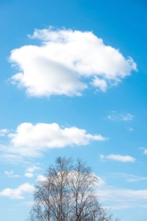 Bare treetops of the sand birch (Betula pendula) or sand birch or silver birch or silver birch or