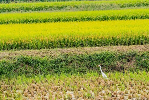 White snowy egret looking for food in a rice paddy on a sunny afternoon in South Korea