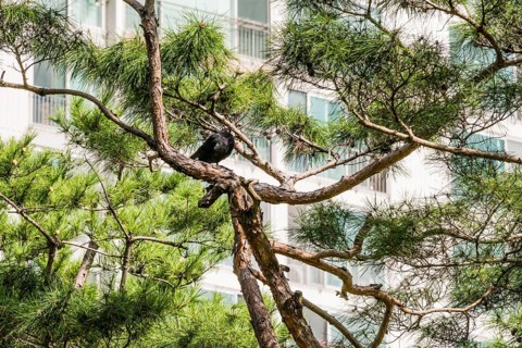 One black pigeon perched on a branch of evergreen tree in front of white apartment building