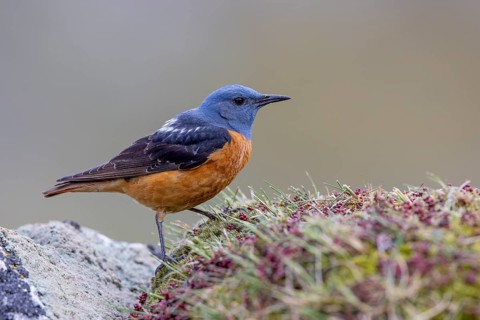 Common rock thrush (Monticola saxatilis), male, Castile-Leon province, Picos de Europa, Spain,