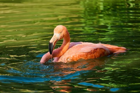 Chilean flamingo (Phoenicopterus chilensis) in the water, Bavaria, Germany, Europe