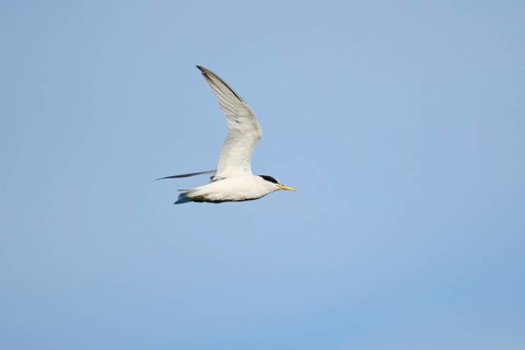 Little tern (Sternula albifrons) flying in the sky, Parc Naturel Regional de Camargue, France,
