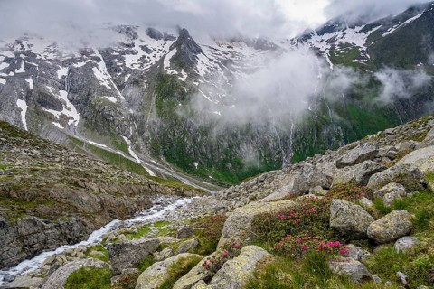 Cloudy mountain landscape with blooming alpine roses and mountain stream, view of rocky and