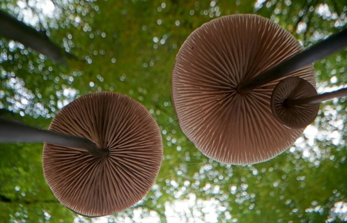 Long-stemmed garlic dwindler (Marasmius alliaceus), from below, lamellae, Hesse, Germany, Europe