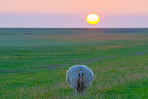 Sheep or domestic sheep (Ovis gmelini aries) from behind, round bottom, butt, bottom, on salt