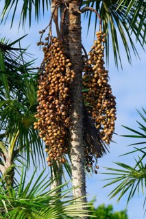 Fruits of the Mauritia flexuosa palm tree known as the moriche palm, Para state, Brazil, South