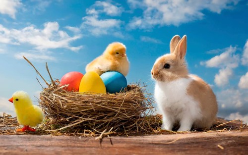 Easter, the Easter bunny and a chick sit in an Easter nest with colourful Easter eggs, AI