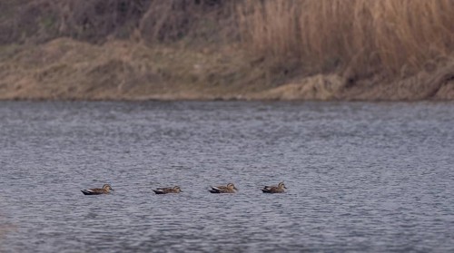 Four Eastern spot-billed ducks swimming together in a river with a soft blurred background of the