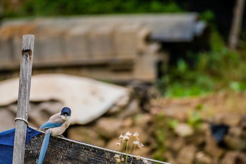 Azure-winged magpie perched on a black mesh fence with a blurred background