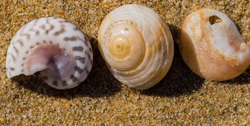Collection of seashells laying in the sand on a beach