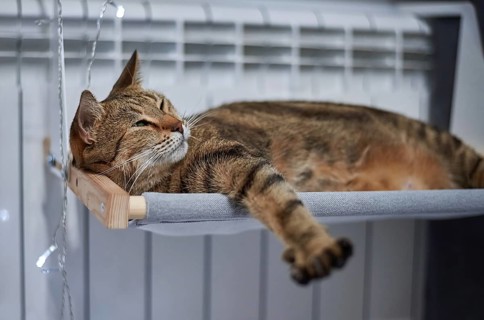 Image of a purebred Bengal cat lying on a hammock attached to a heater. Pet care concept. Mixed