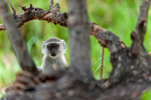 Vervet monkey (Chlorocebus sabaeus), foraging, free-living, wild, wild, nature, animal, fauna,
