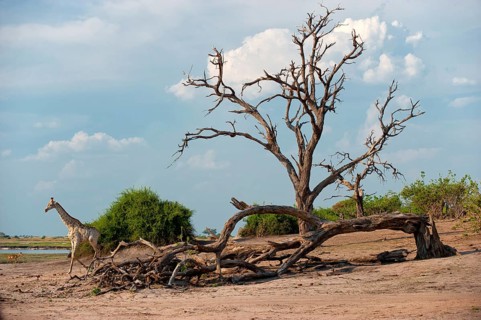 Angolan giraffe (Giraffa angolensis), animal, ungulate, travel, destination, safari, tree, dry,