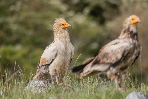 Egyptian Vulture (Neophron percnopterus), ad plus juv, Castile-Leon Province, Picos de Europa,