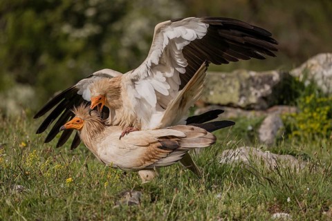 2 egyptian vulture (Neophron percnopterus), copulation, Castilla y Leon province, Picos de Europa,