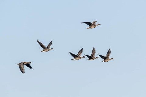 Bean geese (Anser fabalis), flying, Emsland, Lower Saxony, Germany, Europe