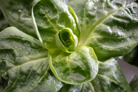 Field salad, studio shots on a white background