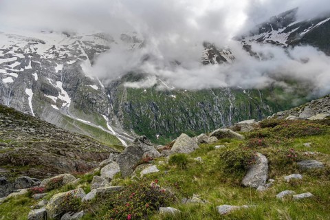 Cloudy mountain landscape with blooming alpine roses, view of rocky and glaciated mountains,