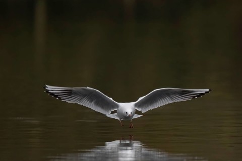 A black-headed gull in flight, Lake Kemnader, Ruhr area, North Rhine-Westphalia, Germany, Europe